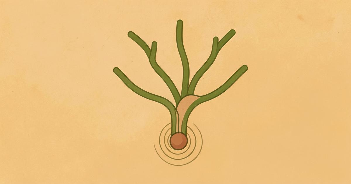 Ilustração editorial abstrata com uma forma ramificada verde oliva e um ponto terracota com anéis finos, em referência científica neutra a uma estrutura anatômica.